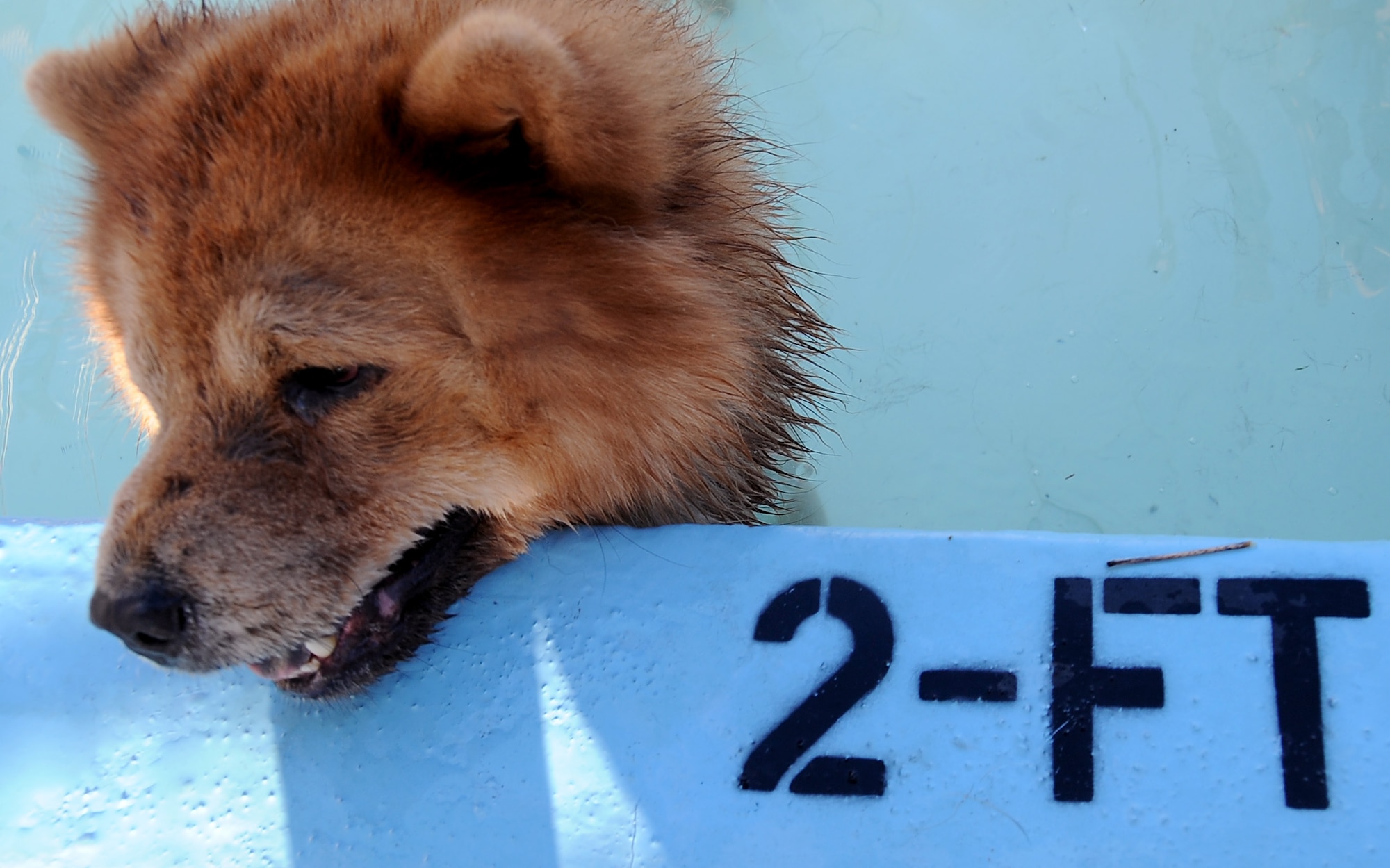 A dog takes a break in the kiddie section of the North Pool on Barksdale Air Force Base, La., Sept. 4. The North Pool remained open for an additional day for more than 100 dogs and their families to enjoy a swim. Dog-friendly goodie bags were given to each family and raffles were held for leather collars embroidered with the Air Force symbol and grooming gift certificates. (U.S. Air Force photo/Staff Sgt. Amber Ashcraft)(RELEASED)