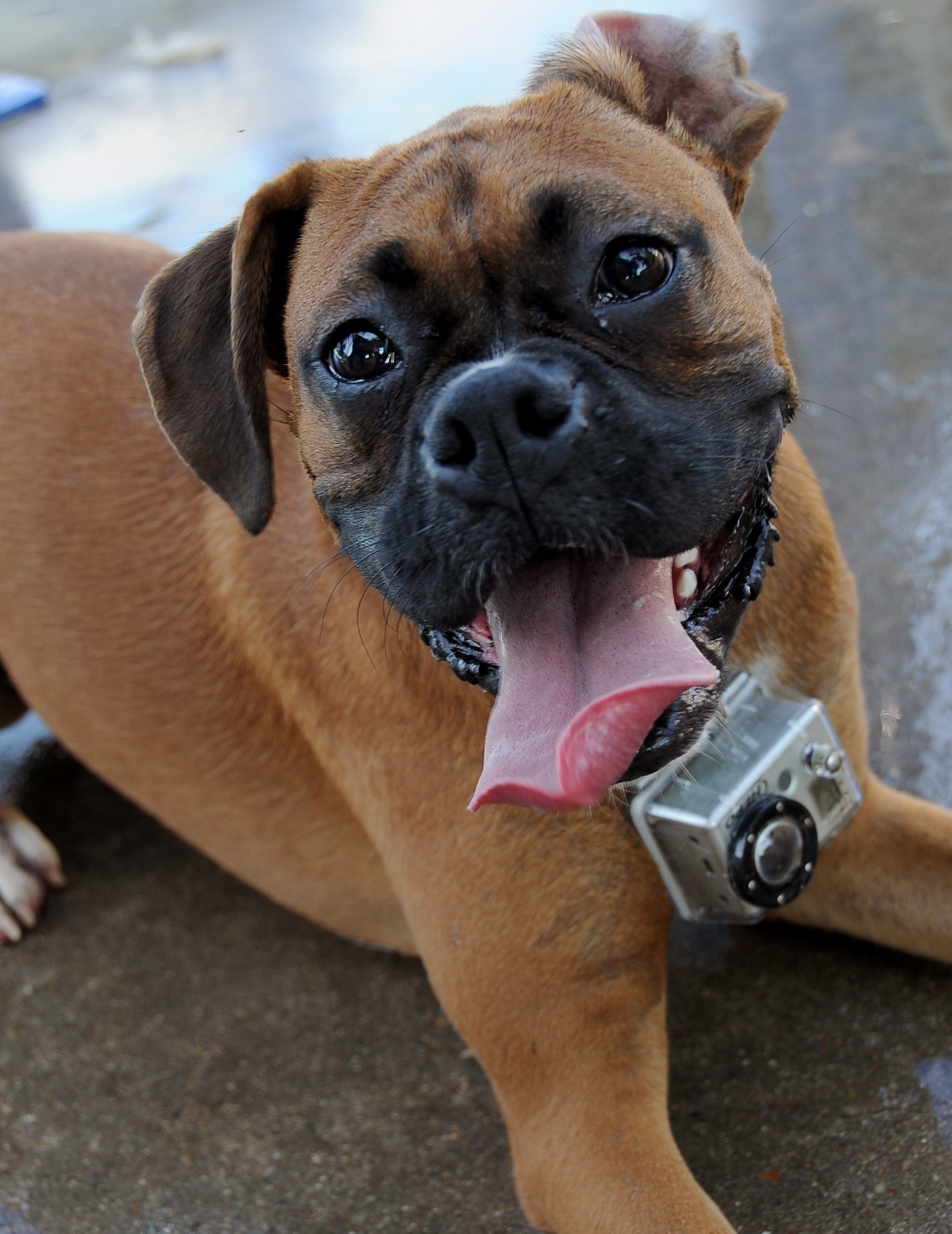 A dog sports a smile and a video camera at the North Pool on Barksdale Air Force Base, La., Sept. 4. The dog's owner fashioned the camera to his dog's collar so he could see what his dog sees as he swims. The North Pool remained open for an additional day for more than 100 dogs and their families to enjoy a swim. (U.S. Air Force photo/Staff Sgt. Amber Ashcraft)(RELEASED)