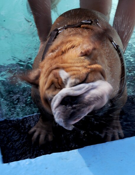 A dog shakes off after coming out from a dip in the North Pool on Barksdale Air Force Base, La., Sept. 4. The dog-friendly swim event has been held at least five years in a row to celebrate the last day of summer. The number of dogs more than tripled from last year, with 115 dogs enjoying this year's celebration of the end of summer. (U.S. Air Force photo/Staff Sgt. Amber Ashcraft)(RELEASED)