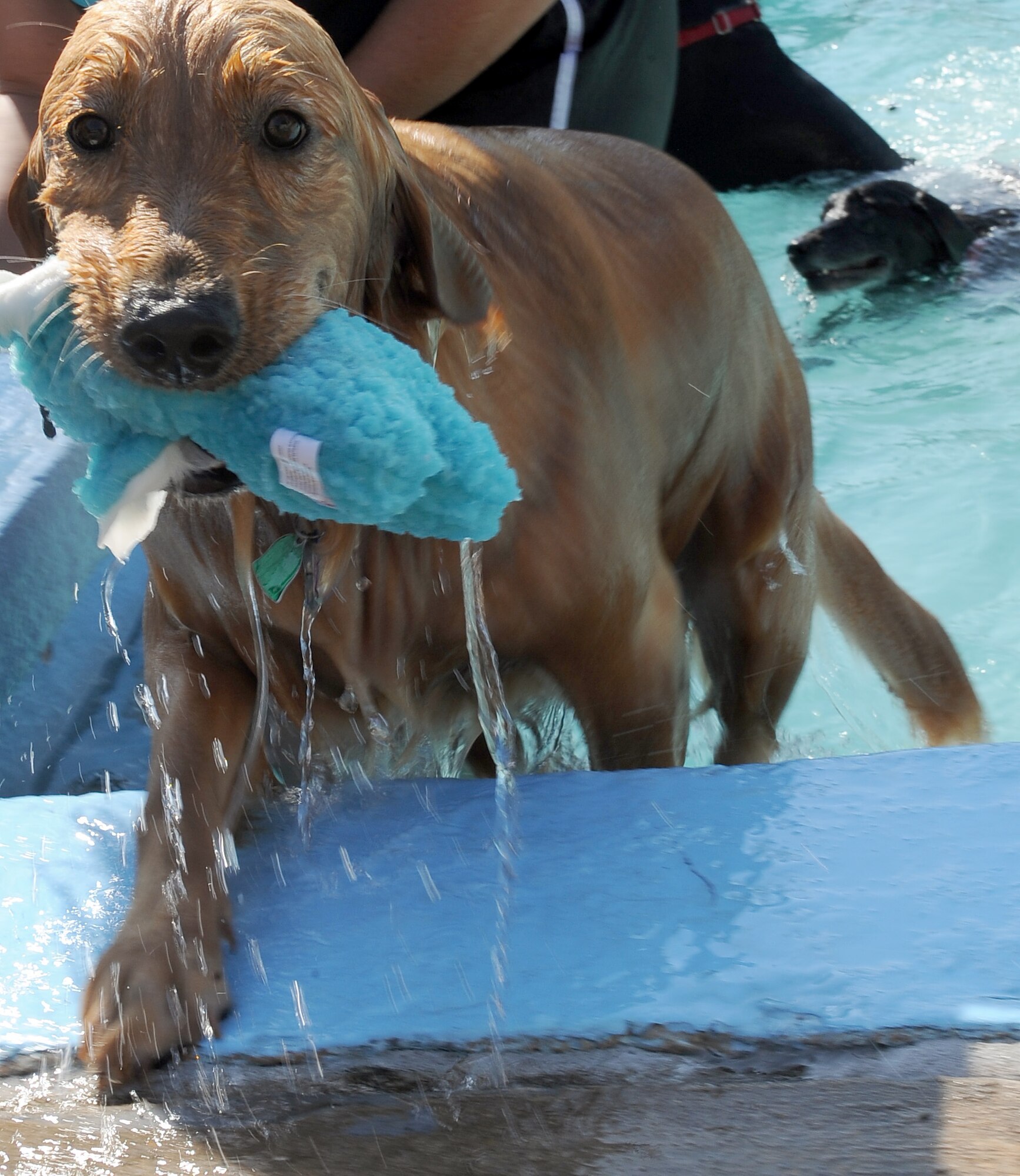 A dog climbs out of the North Pool after fetching his toy on Barksdale Air Force Base, La., Sept. 4. The North Pool remained open for an additional day for more than 100 dogs and their families to enjoy a swim. Dog-friendly goodie bags were given to each family and raffles were held for leather collars embroidered with the Air Force symbol and grooming gift certificates. (U.S. Air Force photo/Staff Sgt. Amber Ashcraft)(RELEASED)