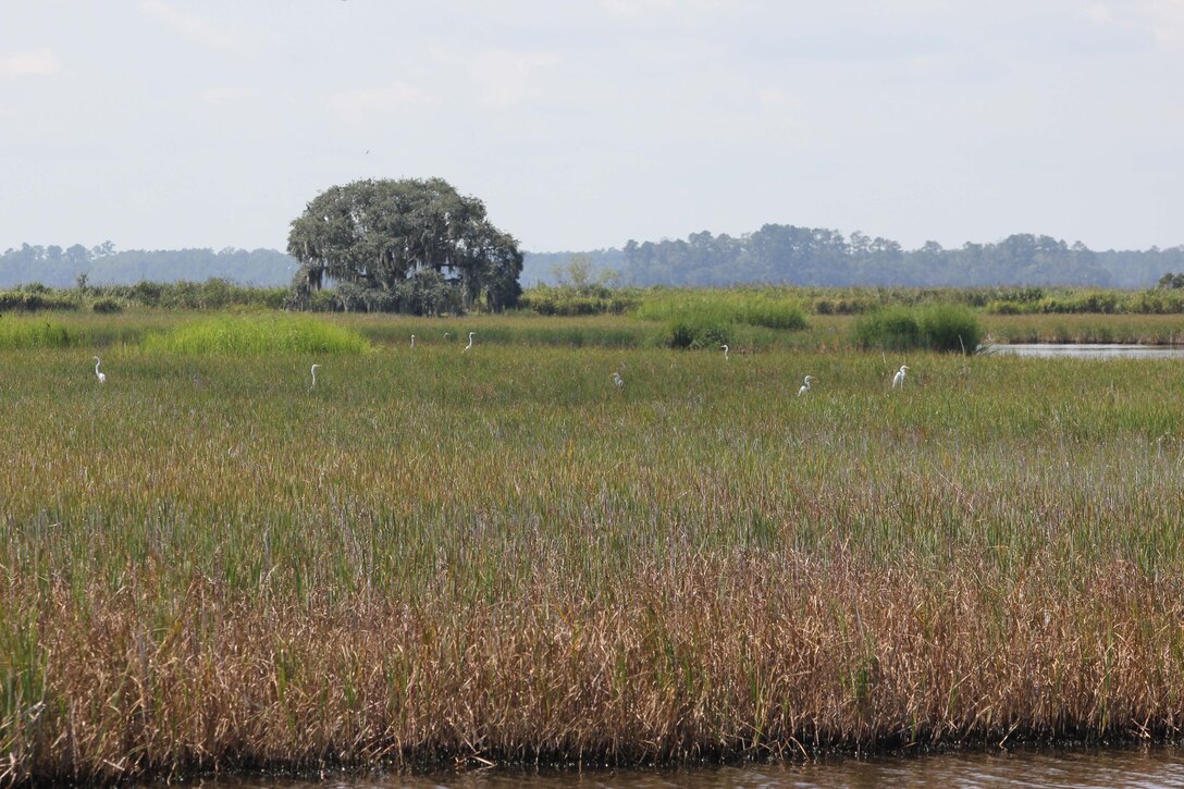 The Charleston District is partnering with the USACE Engineer Research and Development Center (ERDC) to conduct an aerial imagery assessment to identify dominant wetland plant communities along the upper Cooper River where existing data is limited.