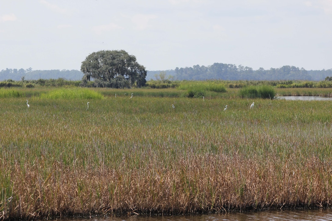 The Charleston District is partnering with the USACE Engineer Research and Development Center (ERDC) to conduct an aerial imagery assessment to identify dominant wetland plant communities along the upper Cooper River where existing data is limited.