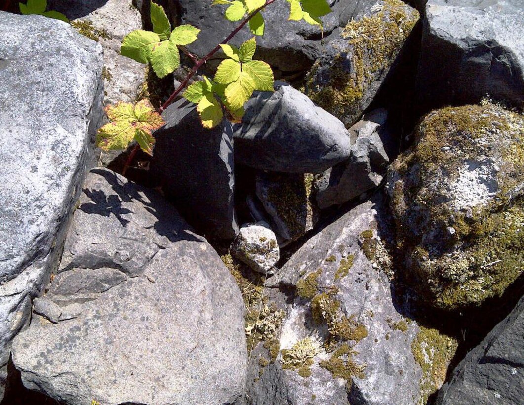 This cache is hidden in the rocks – I have troubles with this one sometimes and I know exactly where to look!