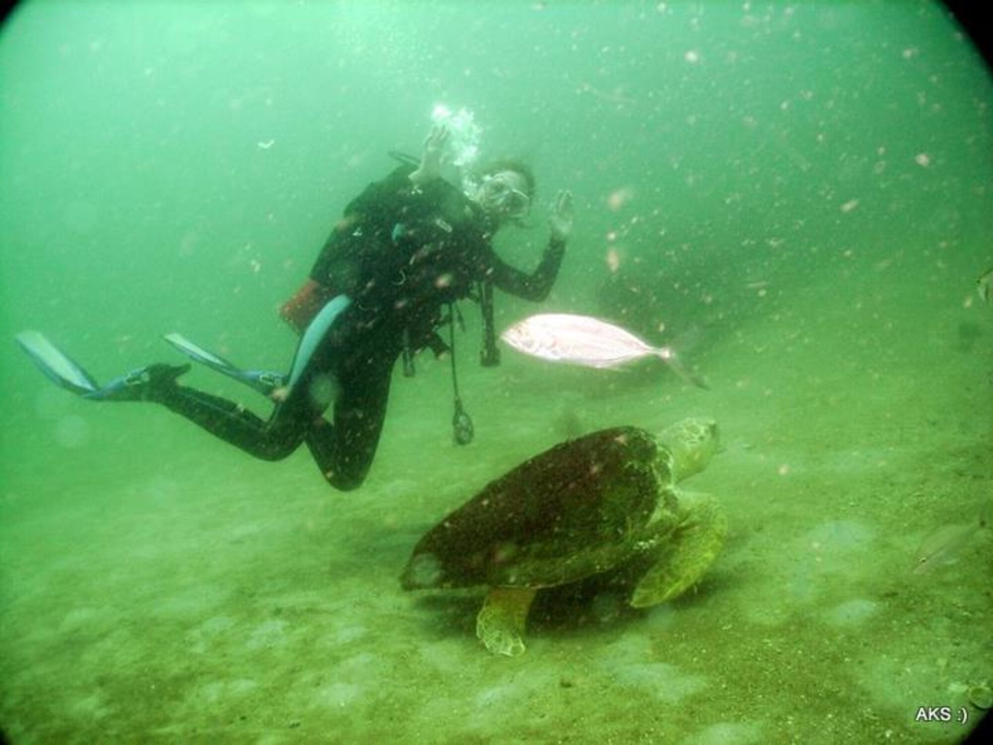 Tyndall Dive Flight member, Leigh Anne Pattenaude, swims with a loggerhead sea turtle while diving in the Gulf of Mexico, off the shores of Panama City, Fla. (Tyndall Dive Flight courtesy image)