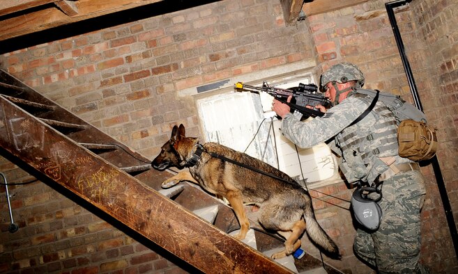 STANTA, Norfolk – Staff Sgt. Barret Chappelle, 100th  Security Forces Squadron military working dog handler, RAF Mildenhall, and MWD Zulton, 100th SFS, perform a second sweep of a building to ensure there are no dangers during a joint U.S. and Royal Air Force exercise Sept. 6, 2012, at Stanford Training Area, Thetford. Two 100th SFS MWDs and their handlers assisted in the joint exercise to make the training scenario more realistic. (U.S. Air Force photo/Senior Airman Ethan Morgan)