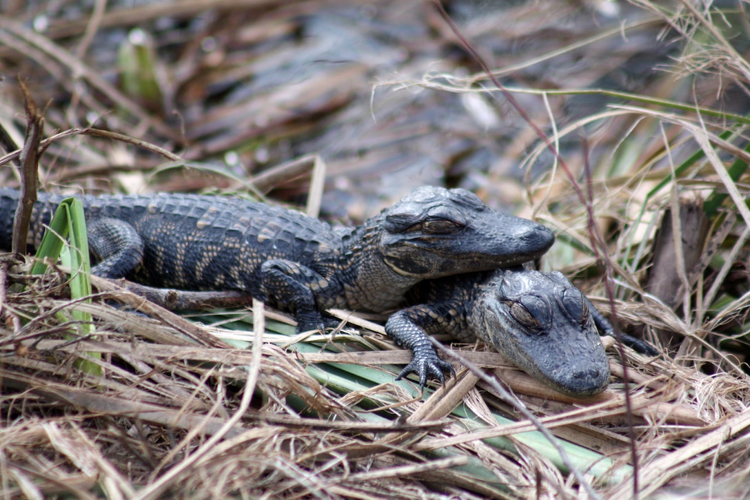 Baby Alligators