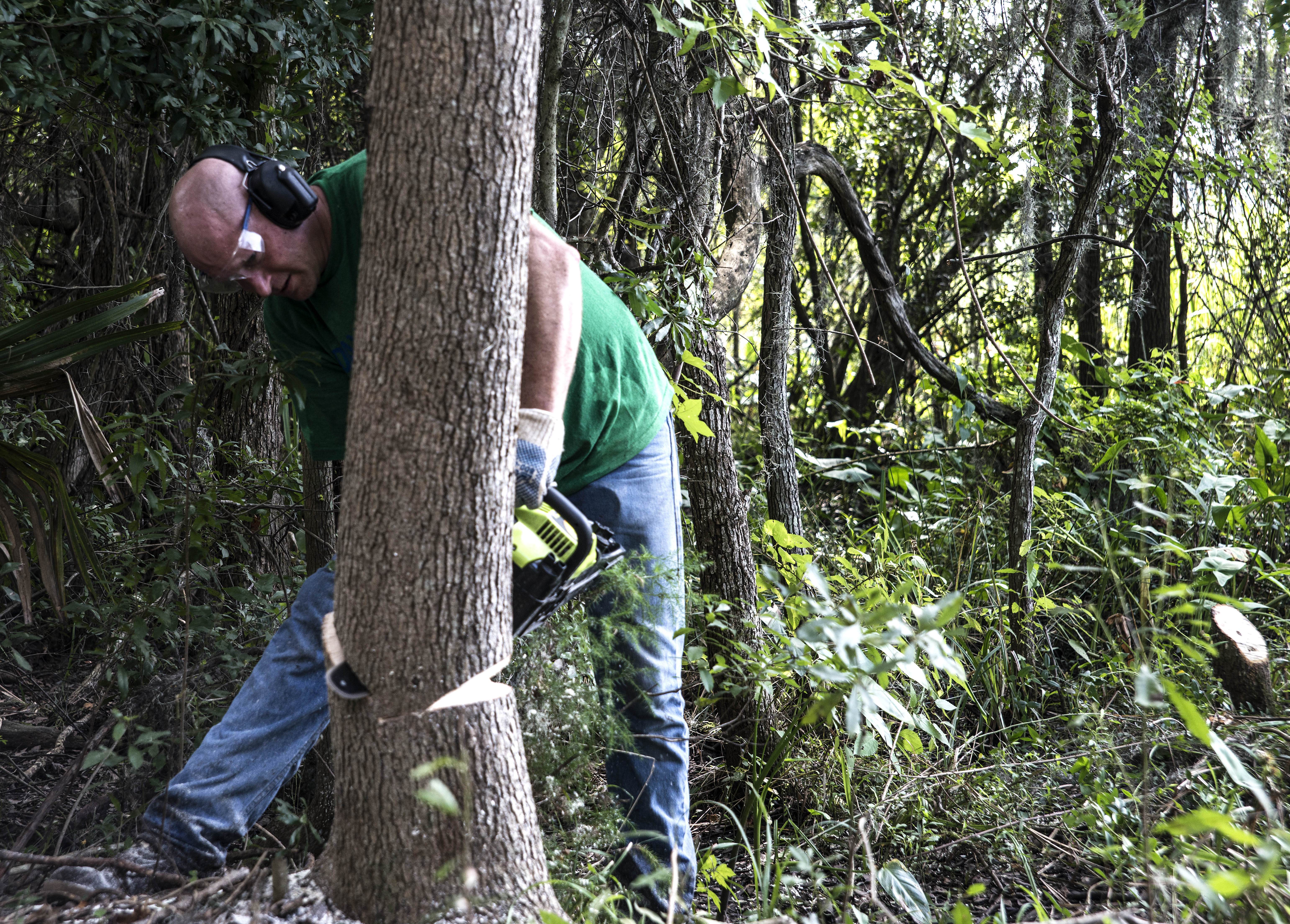 How to Cut Down a Tree Safely in 10 Steps