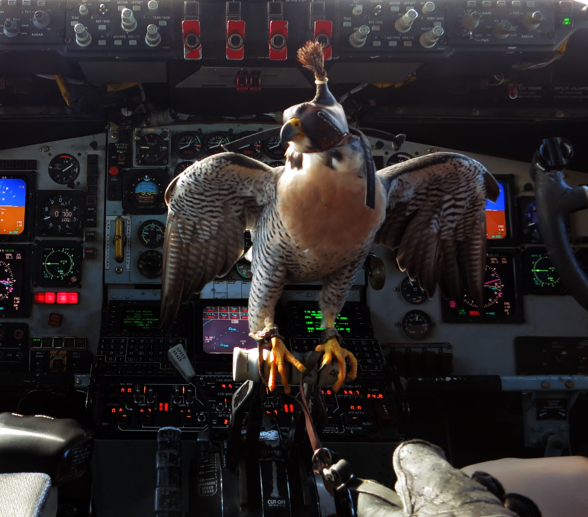A United States Air Force Academy falcon perches on the throttle control of a KC-135 Stratotanker, Sept. 7, 2012.  Airmen from the Air Force Reserve 931st Air Refueling Group, McConnell Air Force Bas, Kan., flew Academy Cadets, including members of the Air Force Academy Falconry team, to Ann Arbor, Mich., for the Air Force vs. University of Michigan football game.  (U.S. Air Force photo by Lt. Col. Tysuyoshi Tung)