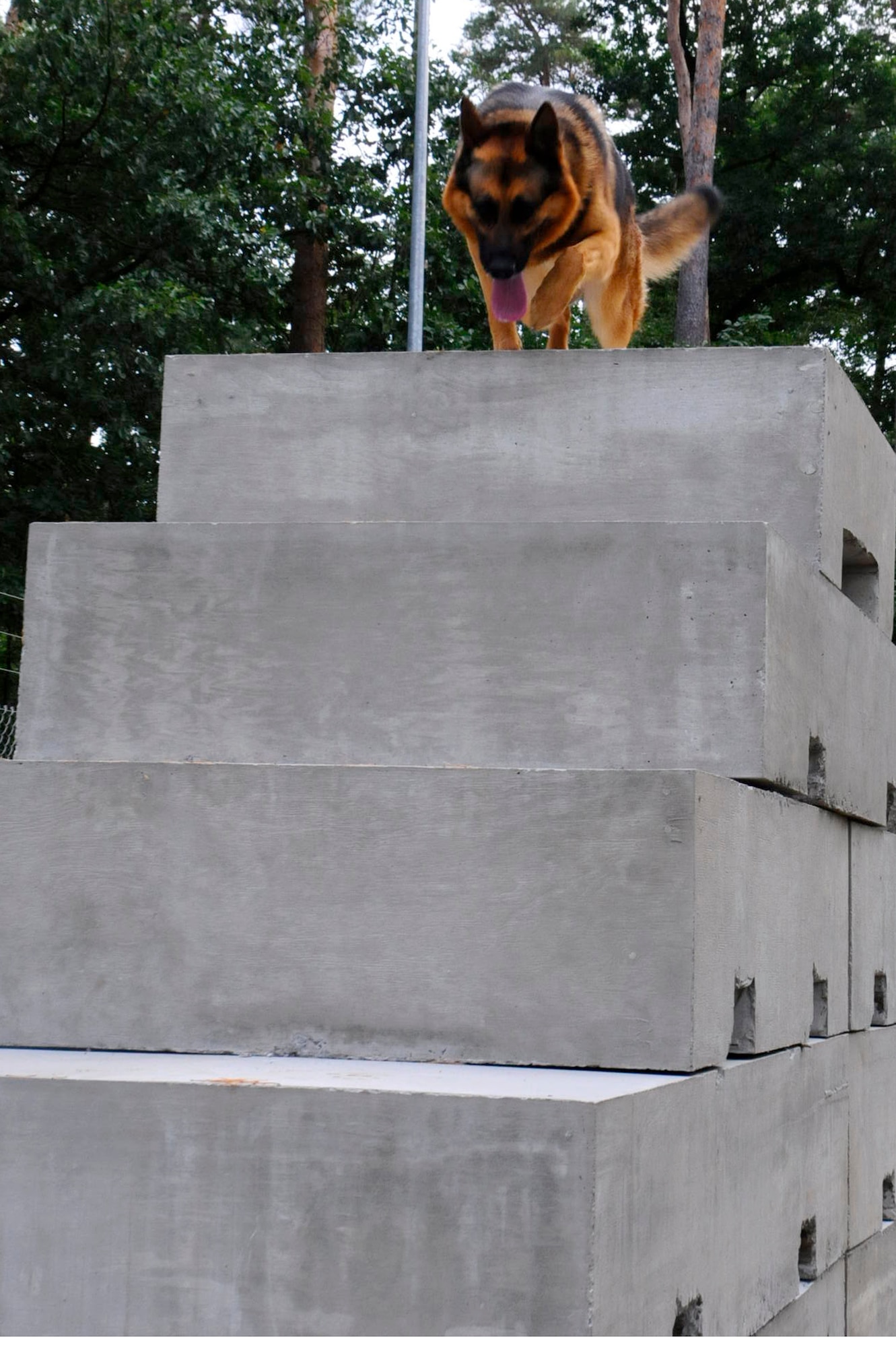 Sano, 86th Security Forces Squadron military working dog runs down the stair-step pyramid during a run through the new K-9 obstacle course Sept. 11, 2012, on Ramstein Air Base, Germany. The new obstacle course is made of concrete to prevent deterioration from snow, wind, rain and foot traffic. (U.S. Air Force photo/Airman 1st Class Hailey Haux)