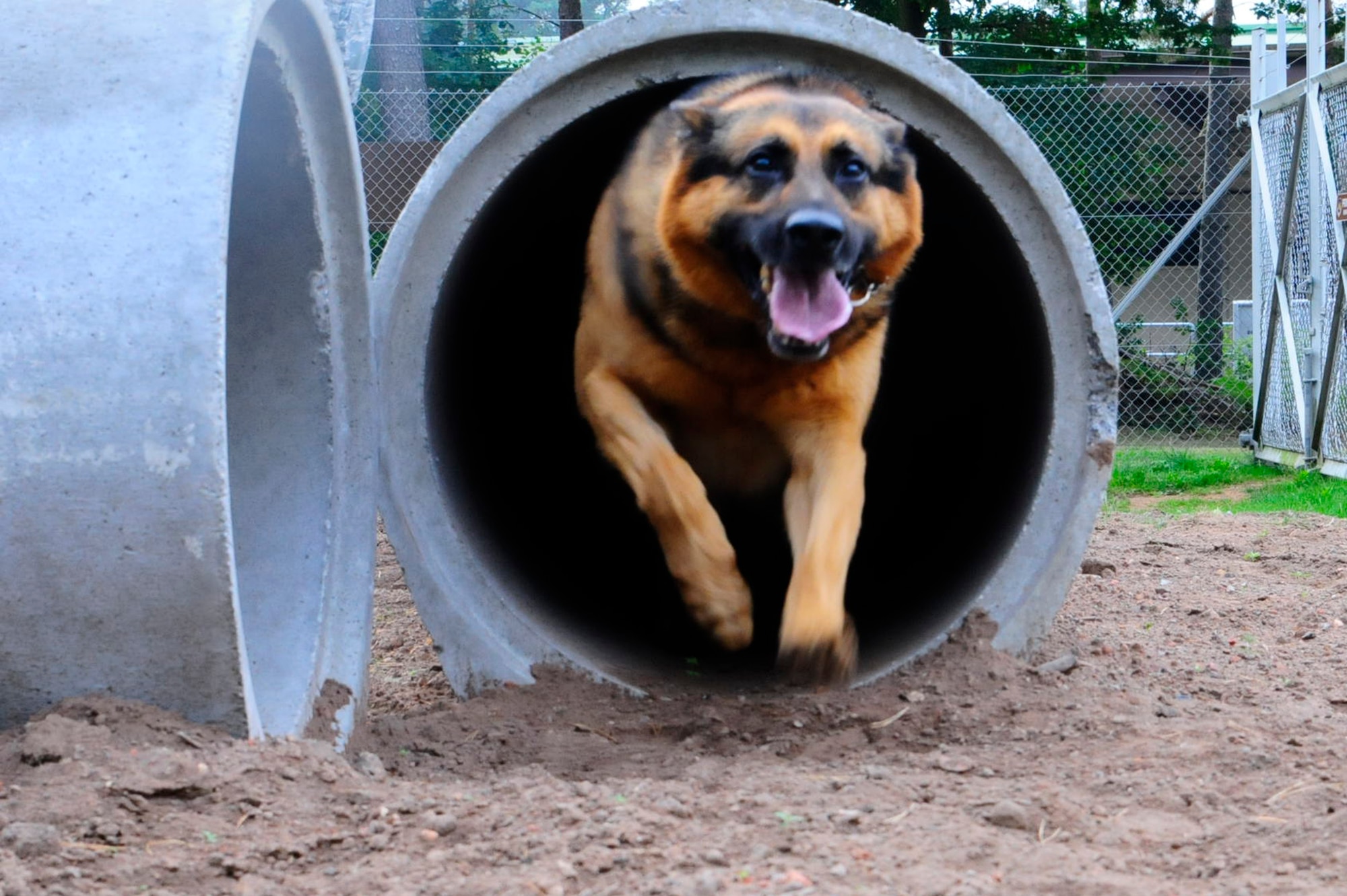 Sano, 86th Security Forces Squadron military working dog runs out of the tunnel during a run through the new K-9 obstacle course Sept. 11, 2012, on Ramstein Air Base, Germany. The new obstacle course is made of concrete to prevent deterioration from snow, wind, rain and foot traffic. (U.S. Air Force photo/Airman 1st Class Hailey Haux)