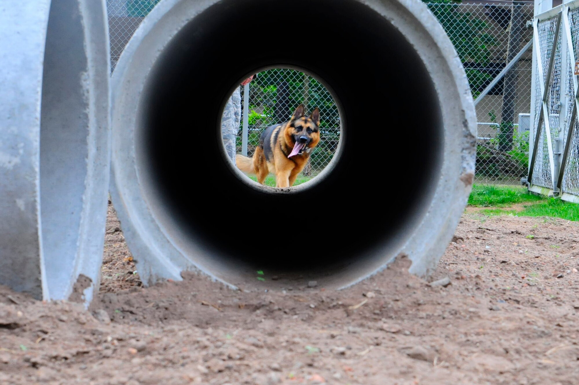 Sano, 86th Security Forces Squadron military working prepares to go through the tunnel during a run through the new K-9 obstacle course Sept. 11, 2012, on Ramstein Air Base, Germany. The new obstacle course is made of concrete to prevent deterioration from snow, wind, rain and foot traffic. (U.S. Air Force photo/Airman 1st Class Hailey Haux)