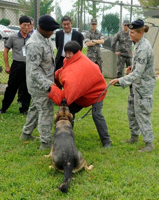 A member of the South Korean media volunteers as a perpetrator for a demonstration with the 8th Security Forces Squadron and their Military Working Dogs at Kunsan Air Base, Republic of Korea, Sept. 7, 2012. The demonstration showed the media how the dog and handler work together to defend the base. (U.S. Air Force photo/Senior Airman Marcus Morris)