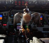 A U.S. Air Force Academy falcon perches on the throttle control of a KC-135 Stratotanker on Sept. 7, 2012. Airmen from the Air Force Reserve’s 931st Air Refueling Group, out of McConnell Air Force Base, Kan., flew Academy cadets, including members of the Air Force Academy falconry team, to Ann Arbor, Mich., for the Air Force vs. University of Michigan football game. (U.S. Air Force photo/Lt. Col. Tysuyoshi Tung)
