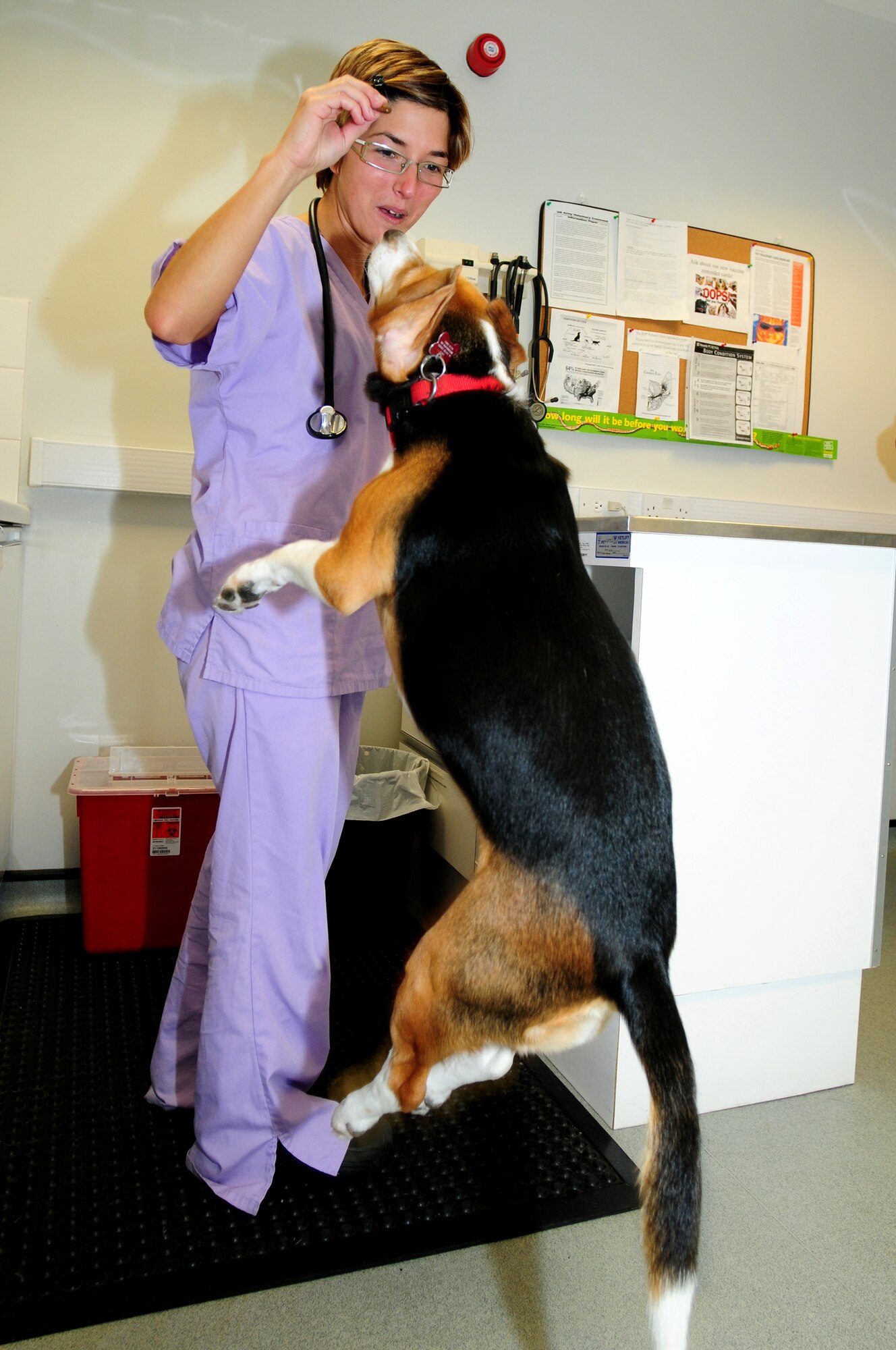 ROYAL AIR FORCE FELTWELL, England – Lucy the beagle leaps for a treat held by Ross Flick, RAF Feltwell Veterinary Clinic animal health technician, during an appointment Sept. 13, 2012. The Veterinary Clinic provides medical care to pets of servicemembers from all across England, as well as providing care to military working dogs. (U.S. Air Force photo by Airman 1st Class Cory D. Payne)