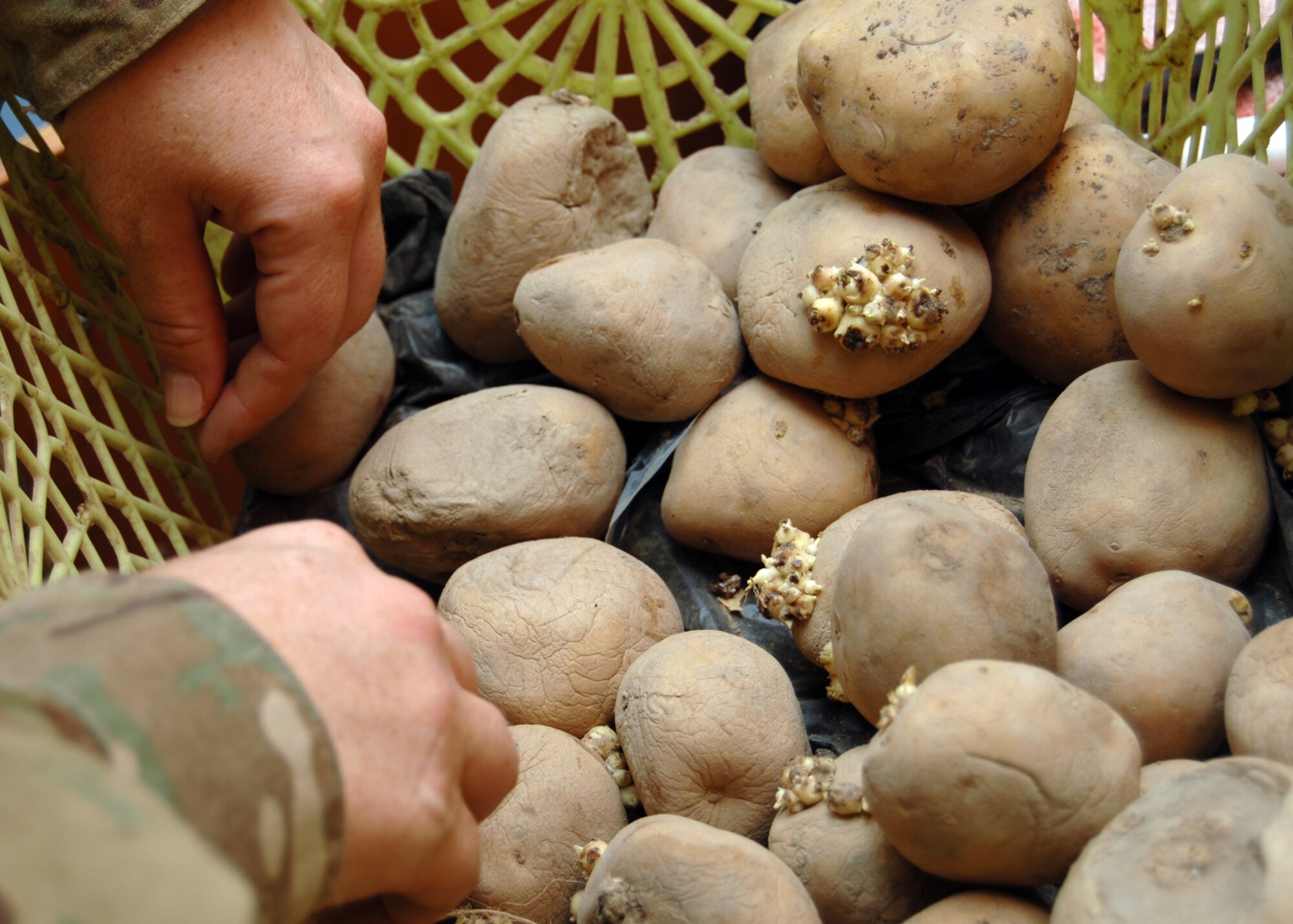 Upon inspection, U.S. Air Force Staff Sgt. Jennifer Vaughan, 451st Air Expeditionary Wing public health technician discovers some spoiled potatoes. Vaughan is charged with not only assisting the Kandahar Airfield Commander’s Task Force Inspection Team in ensuring contractor camps keep up with health and safety standards, she is also responsible for inspecting more than 30 commonly used eateries around the KAF. (U.S. Air Force photo/Master Sgt. Russell Martin)
