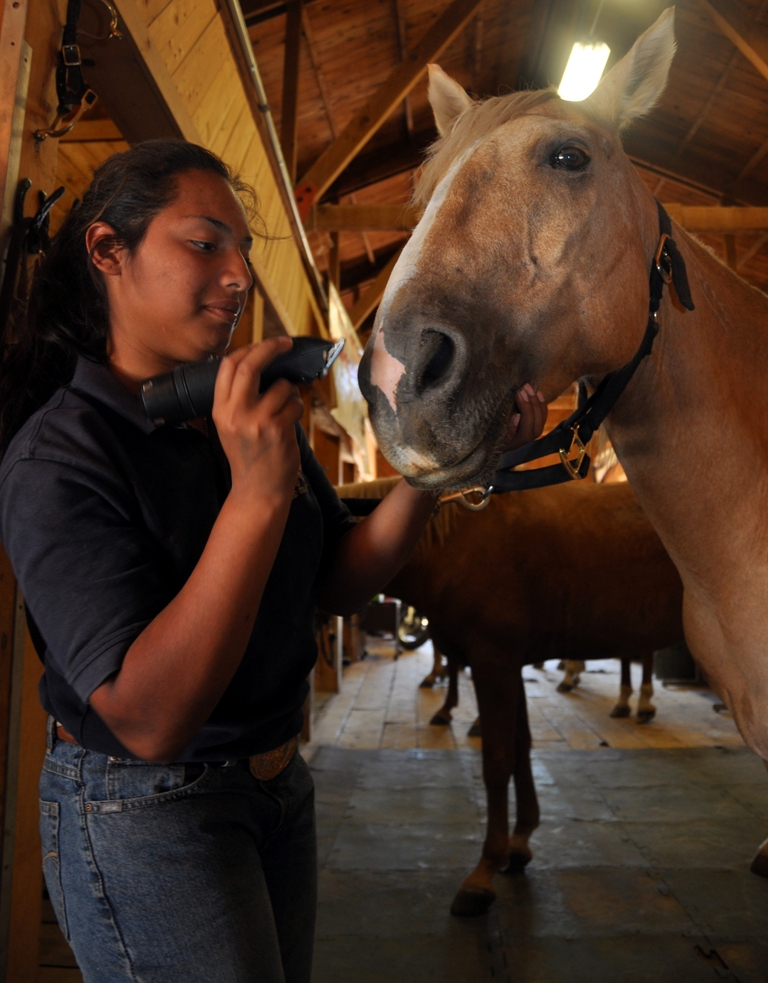 Corporal Cherisess Paige, a member of the Marine Corps Mounted Color Guard aboard Marine Corps Logistics Base Barstow clips stray hairs on the face of one of the horses with the MCG. The horses are prepped before the trips to one of their events and before the event itself.