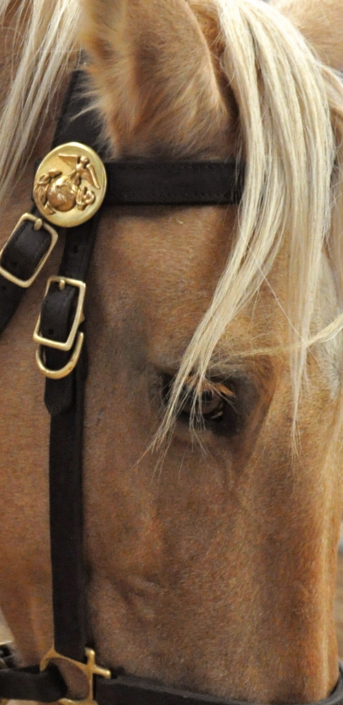 A Marine Corps Mounted Color Guard horse named Cho, aboard MCLB Barstow is wearing a halter displaying the Marine Corps Eagle, Globe and Anchor on Sep. 07.