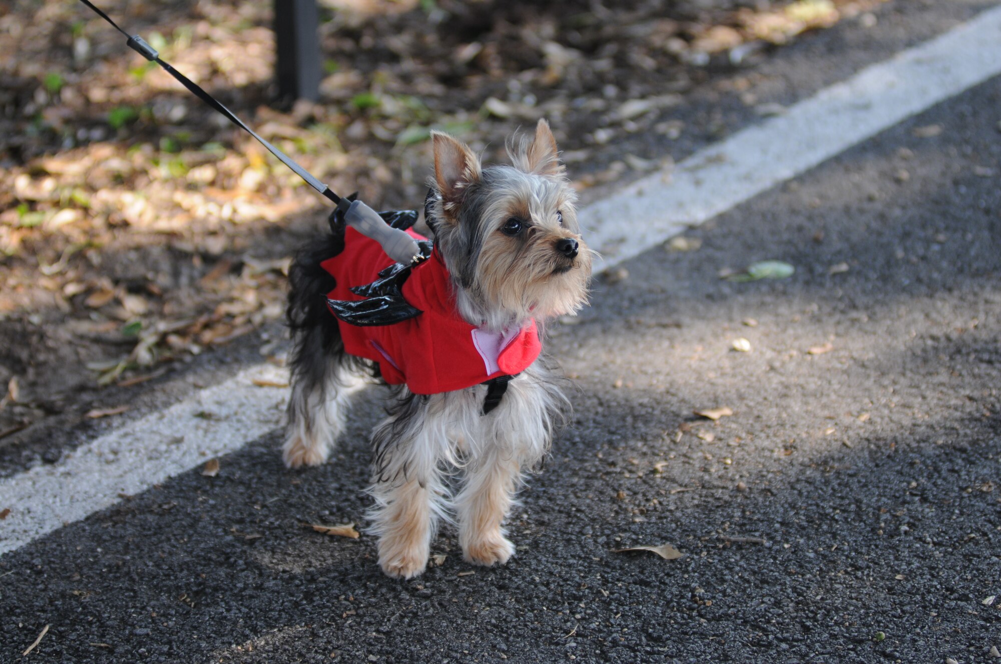 Diezel, a Yorkshire Terrier belonging to Staff Sgt. Destinee Avila, 81st Mission Support Group,  is dressed in a dragon costume for the 5K Strut Your Mutt Fun Run event Sept. 14, 2012, at the Bay Breeze Event Center, Keesler Air Force Base, Miss.  (U.S. Air Force photo by Kemberly Groue)