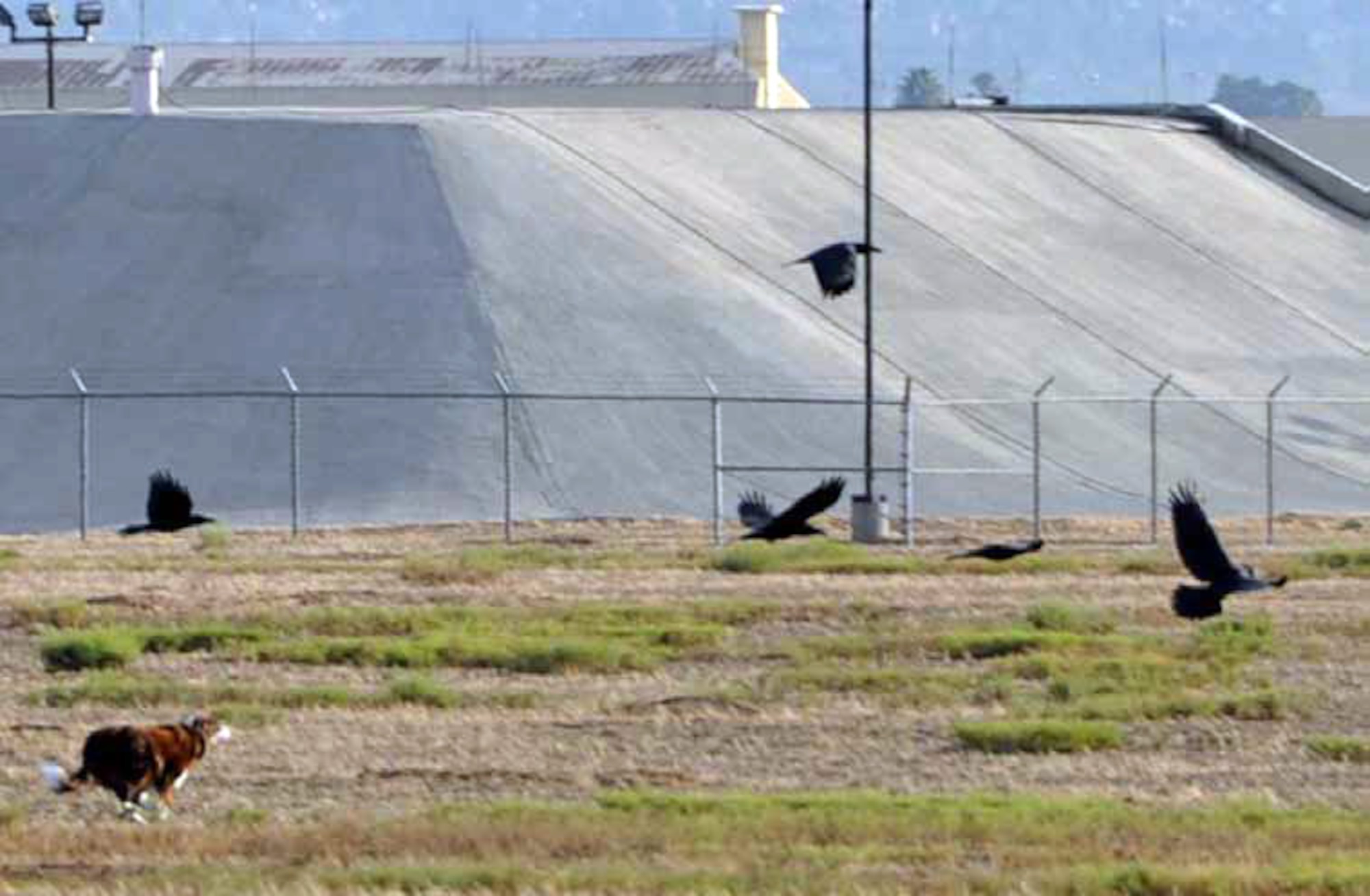 Sonic Boom, a six-year-old Border Collie working for the Bird strike Control Program
at March Field, takes off after birds near the runway. Sonic and her handler, Heather Barker, make daily rounds at March Field to help reduce or eliminate wildlife hazards on the March airfield. (U.S. Air Force photo by Linda Welz)
