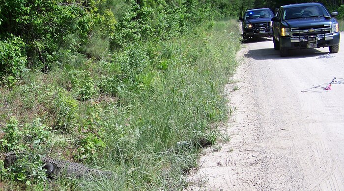 An American alligator sits along a road aboard Marine Corps Base Camp Lejeune May 4. American alligators are listed as threatened under the Endangered Species Act, and hunting them carries a stiff fine.  