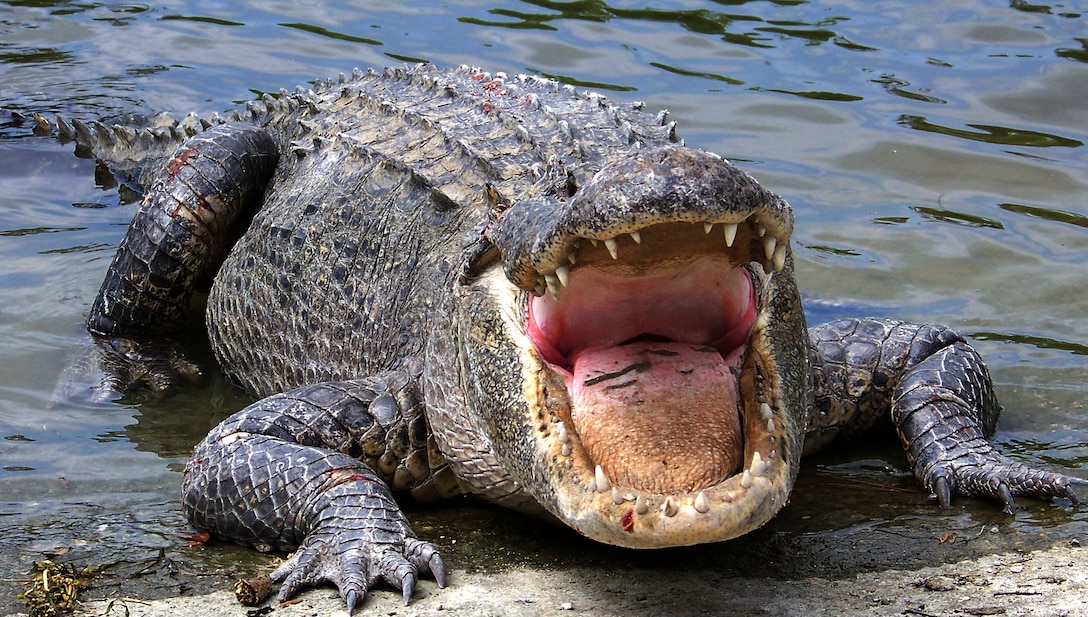 An American alligator exits a body of water and show its pearly whites aboard Marine Corps Base Camp Lejeune May 4. American alligators are listed as threatened under the Endangered Species Act, and hunting them carries a stiff fine.