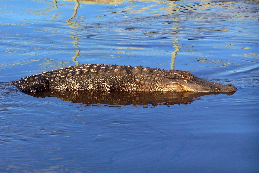 An American alligator moves through a body of water aboard Marine Corps Base Camp Lejeune May 4. American alligators are listed as threatened under the Endangered Species Act, and hunting them carries a stiff fine.