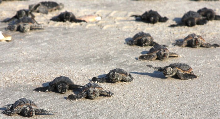 Baby loggerhead turtles make their way into the water shortly after their birth Sept. 1, 2011, aboard Marine Corps Base Camp Lejeune. Loggerhead turtles are considered an endangered species and are protected aboard the base.  