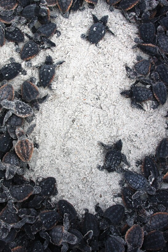 Baby loggerhead turtles scurry through the sand shortly after their birth Sept. 1, 2011, aboard Marine Corps Base Camp Lejeune. Loggerhead turtles are considered an endangered species and are protected aboard the base