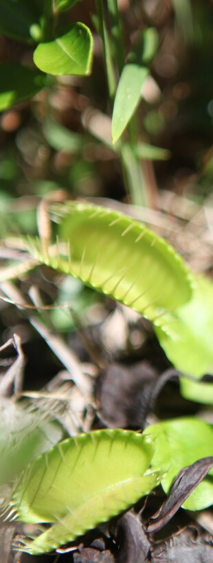 Venus flytraps are rarely found in nature, indigenous to only a few locations on the planet but grow throughout Marine Corps Base Camp Lejeune. The carnivorous plants are listed as threatened in the Endangered Species Act and anyone who poaches face stiff fines.