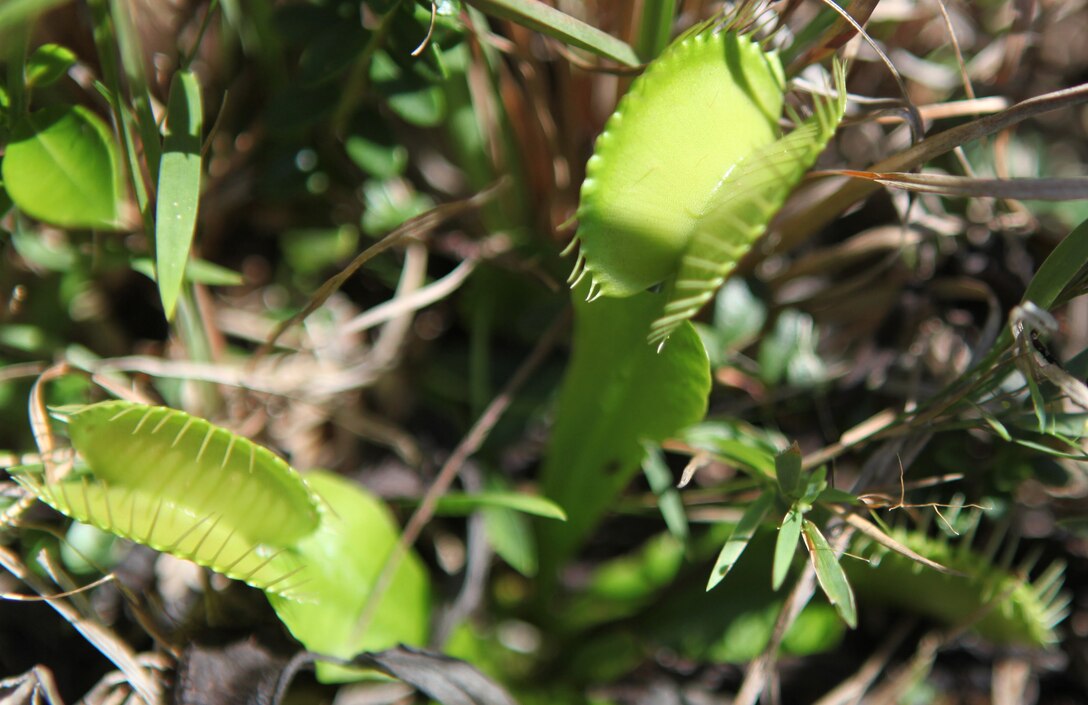 Venus flytraps are rarely found in nature, indigenous to only a few locations on the planet but grow throughout Marine Corps Base Camp Lejeune. The carnivorous plants are listed as threatened in the Endangered Species Act and anyone who poaches face stiff fines.