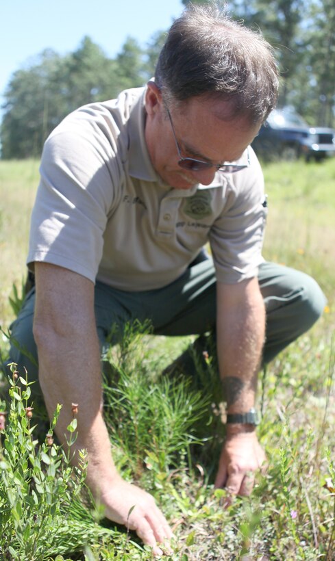 Chief Conservation Officer Paul Boniface pulls aside plants to get a closer look at a Venus flytrap Sept. 10 aboard Marine Corps Base Camp Lejeune. The plant can reach up to 10 centimeters high.