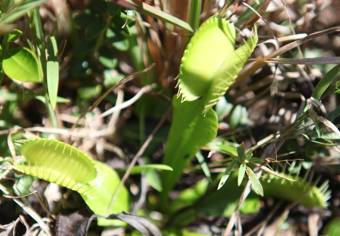 Venus flytraps are rarely found in nature, indigenous to only a few locations on the planet but grow throughout Marine Corps Base Camp Lejeune. The carnivorous plants are listed as threatened in the Endangered Species Act and anyone who poaches face stiff fines.