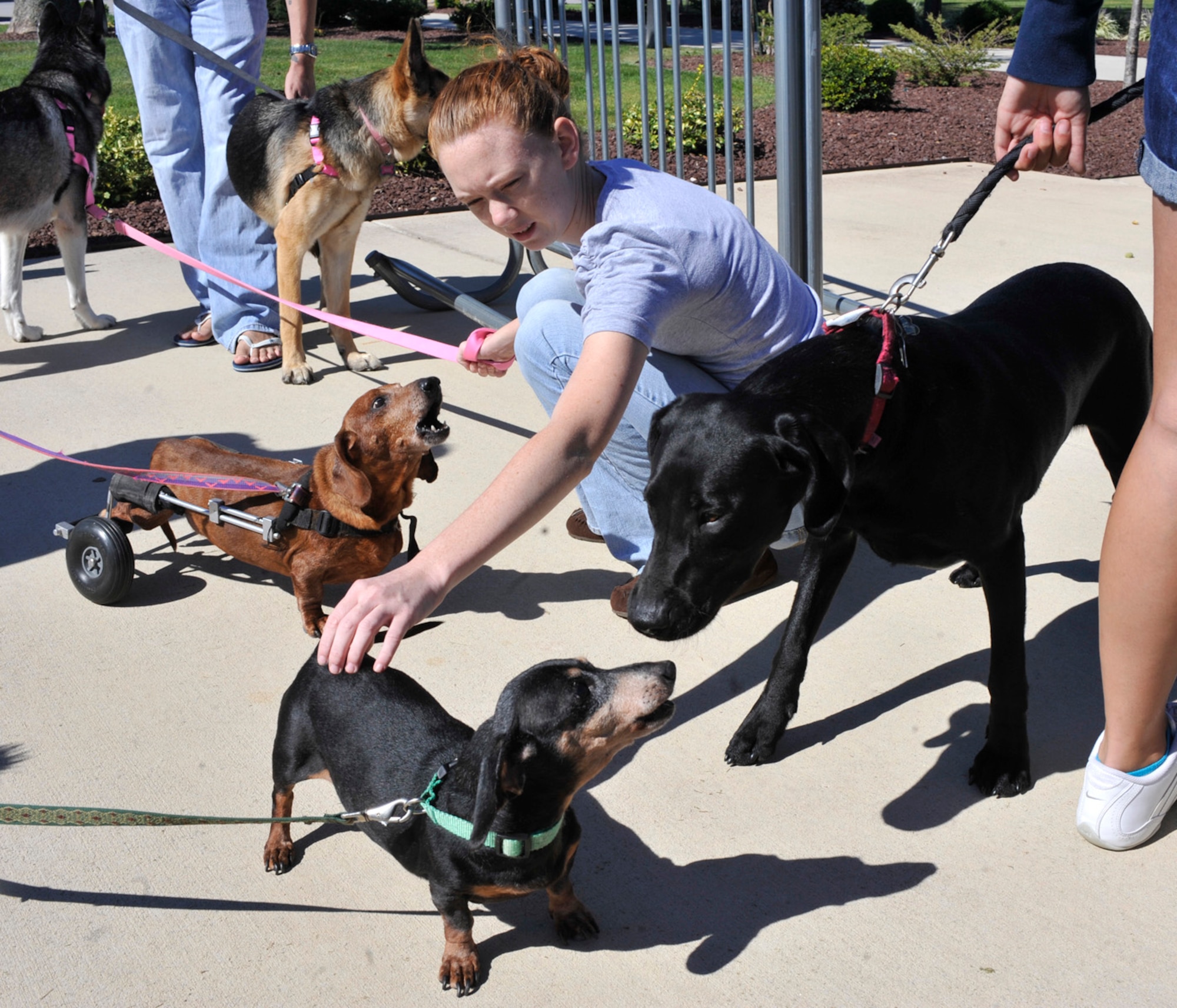Jean Rutherford checks out some of the competition as she awaits the start of the Pet Extravaganza Sep. 15, 2012, at the Youth Center on Dover Air Force Base, Del. The event allowed pet owners the opportunity to show off their animals and to compete for prizes. (U.S. Air Force photo by Tech. Sgt. Chuck Walker)