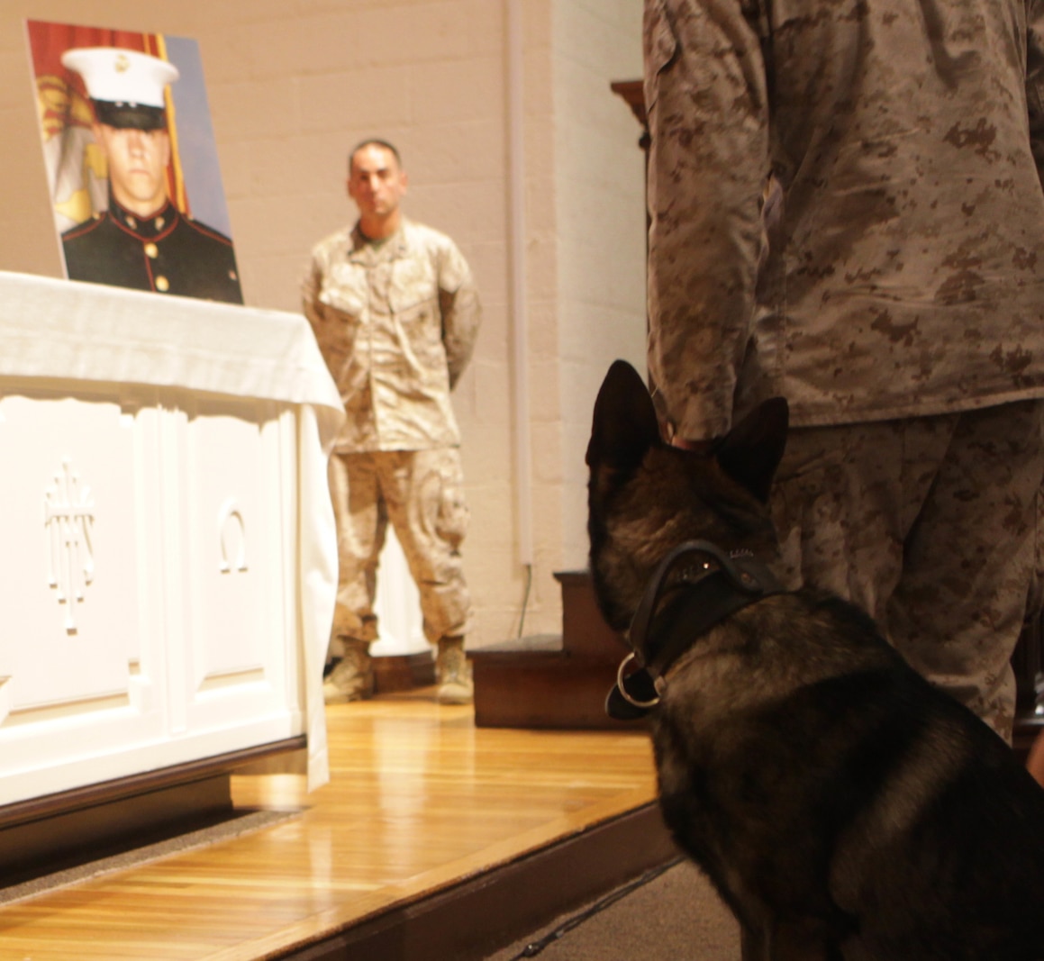 Serius, a military working dog, stares at a portrait of Sgt. Joshua Ashley during a memorial ceremony at the Protestant chapel aboard Marine Corps Base Camp Lejeune Sept. 12. Serius was by Ashley's side when he was killed in Afghanistan in July during operations in the Helmand province. (Photo by Sgt. Bobby J. Yarbrough)