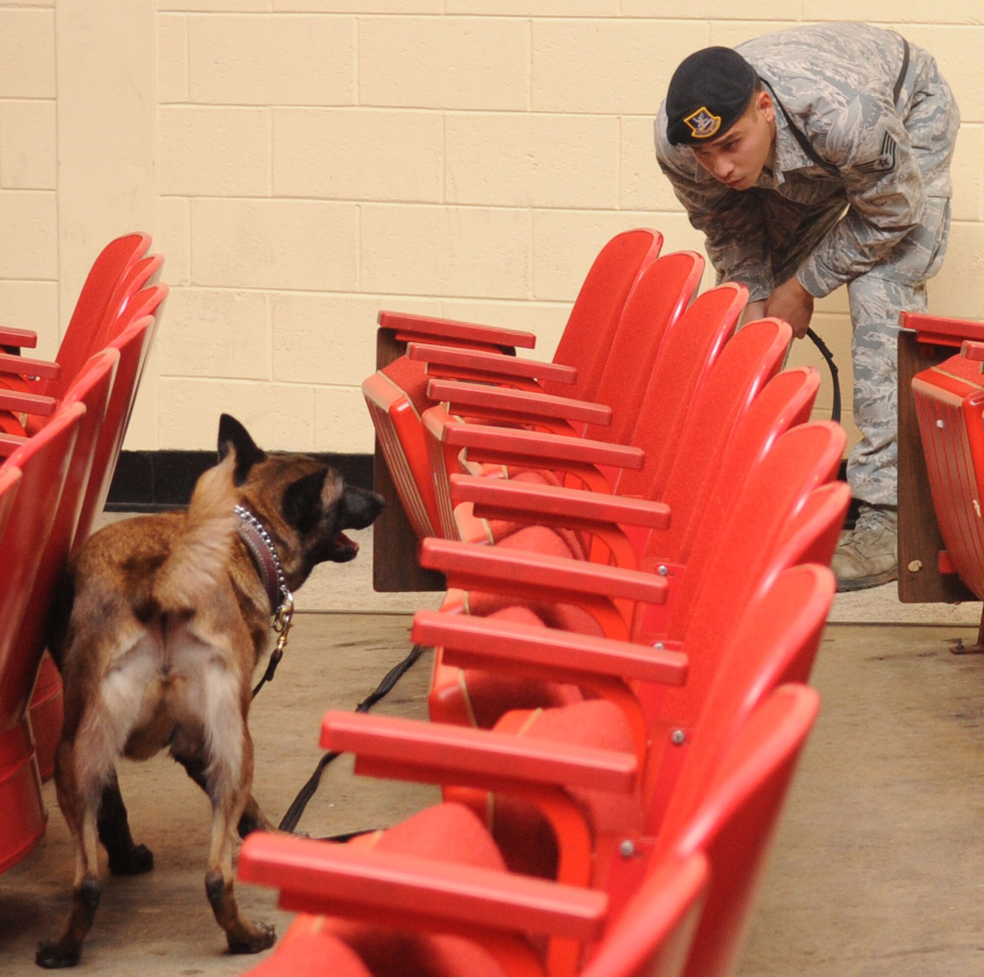 Staff Sgt. Miguel Rodriguez, 2nd Security Forces Squadron canine handler, watches as military working dog Zzeki checks around seats during an explosives detection exercise in the base theatre on Barksdale Air Force Base, La., Sept. 19. Zzeki, along with the other MWDs and their handlers, conduct various training exercises 2 to 3 times a week to polish their skills in case of an incident on base or in preparation for deployments. (U.S. Air Force photo/Senior Airman Kristin High)(RELEASED)