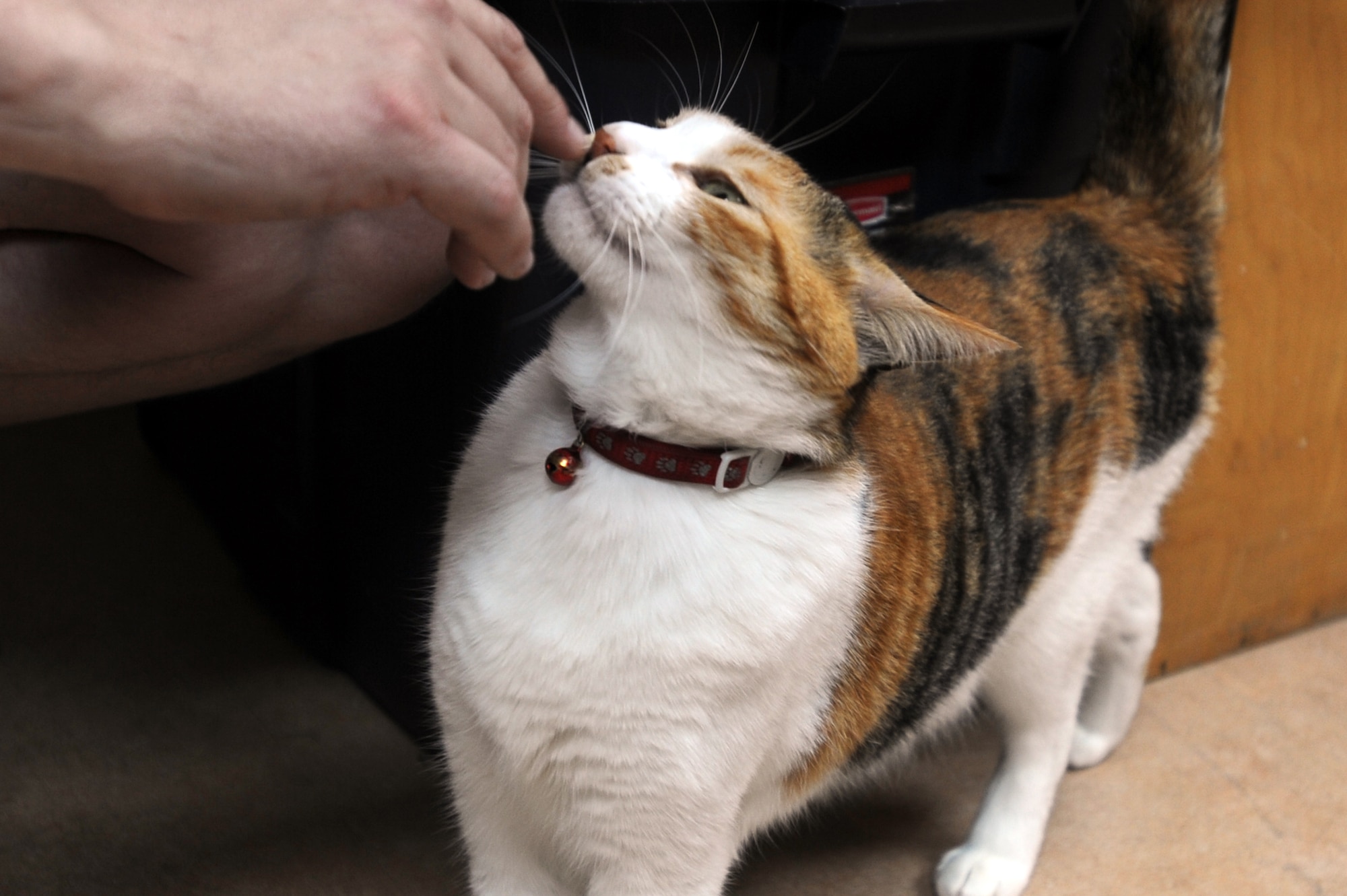 Chloe receives affection from a Homeward Bound Animal Shelter volunteer Sept. 19, 2012, at Osan Air Base, Republic of Korea. Volunteers staff the shelter during morning, afternoon and evening shifts. (U.S. Air Force photo/Airman 1st Class Alexis Siekert) 