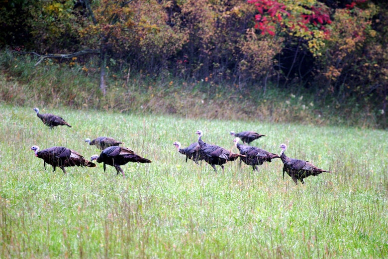 A group of wild turkeys forage around the lake. 