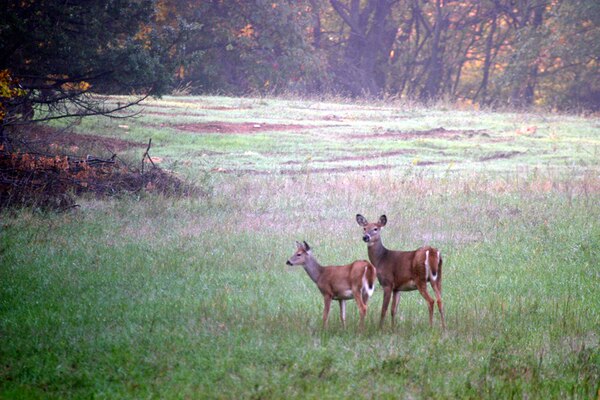 Keep an eyes on the woods and meadows around the lake and in our parks and you're bound to see some wildlife.