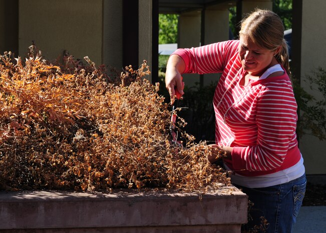Adele Brown, 9th Force Support Squadron civilian personnelist, trims dead flowers during Beale Pride Day at Beale Air Force Base, Calif., Sept. 21, 2012. Many shrubs on base have died or become overgrown since budgets have forced some landscaping contracts to be canceled. (U.S. Air Force photo by Senior Airman Shawn Nickel/Released)