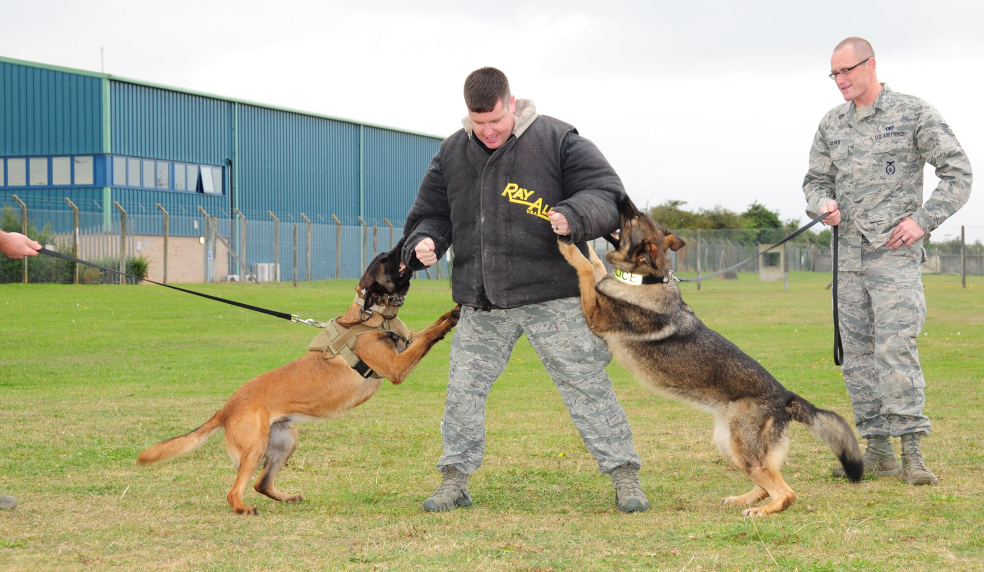RAF MILDENHALL, England – Staff Sgt. Kaylon Pendleton, left, 100th Security Forces Squadron Military Working Dog handler, takes on MWD Vvonya and MWD Gina as he wears the “bite suit” jacket during a training session Sept. 21, 2012. Staff Sgt. Steven Culver, 100th SFS MWD handler, held onto Gina’s leash as they conducted the training. MWDs are a vital asset to the security of RAF Mildenhall. (U.S. Air Force photo/Karen Abeyasekere)