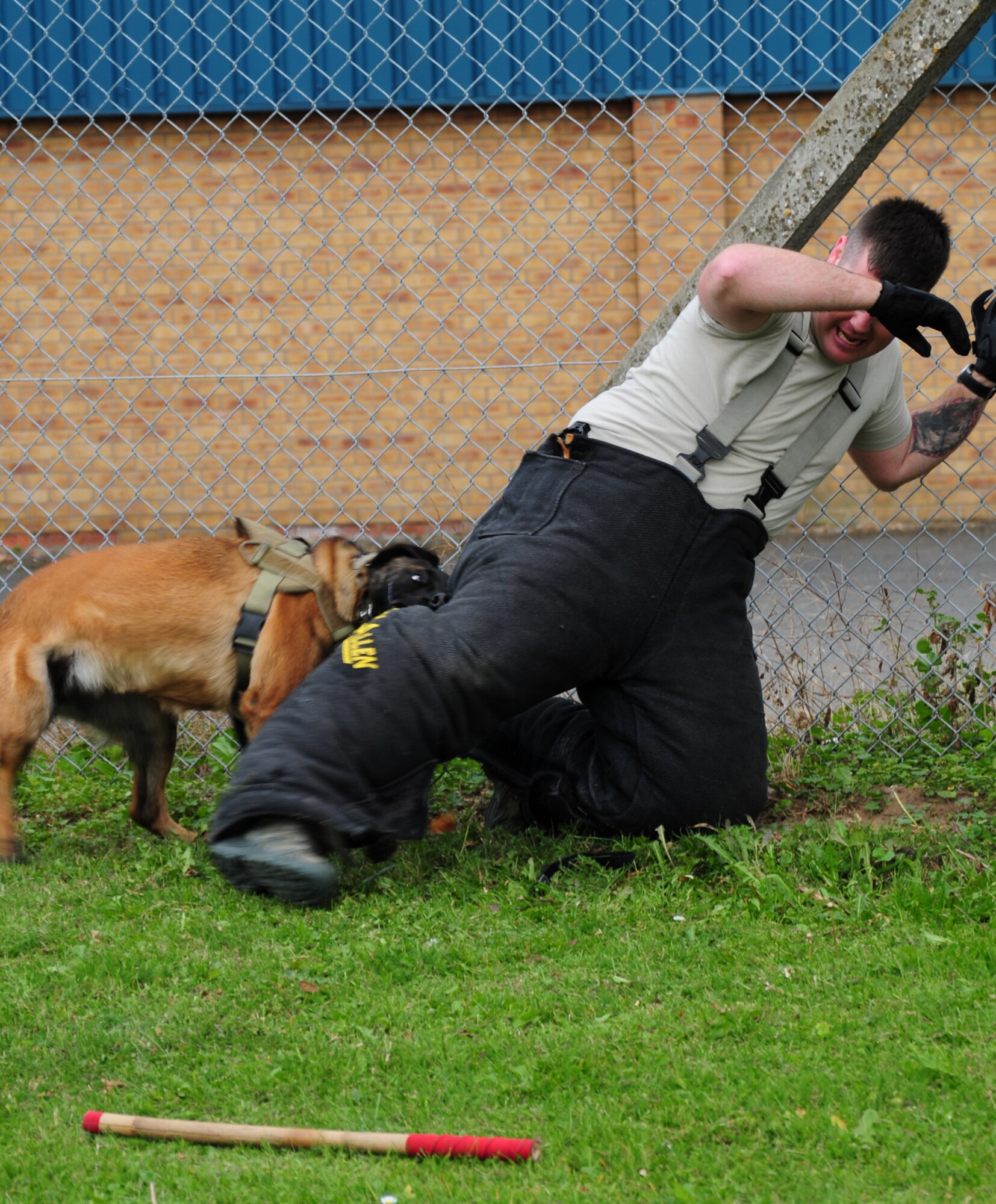 RAF MILDENHALL, England -- Military Working Dog Vvonya, 100th Security Forces Squadron, keeps a firm grip on a "suspect," played by Staff Sgt. Kaylon Pendleton, 100th SFS MWD handler, after dragging him off a fence when he attempted to make a quick getaway during a training session Sept. 21, 2012, at the 100th SFS MWD section. Vvonya proved that real "bad guys" who make a run for it have no chance of escape. (U.S. Air Force photo/Karen Abeyasekere)