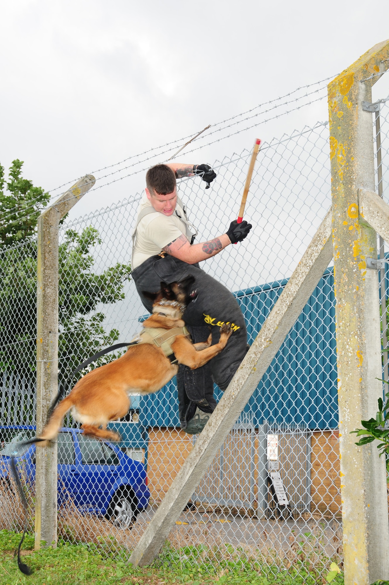 RAF MILDENHALL, England -- Military Working Dog Vvonya, 100th Security Forces Squadron, takes a flying leap as she gets a firm grip on a "suspect," played by Staff Sgt. Kaylon Pendleton, 100th SFS MWD handler, as he attempts to make a get-away by climbing a fence at the MWD section Sept. 21, 2012. “Fence work” is a regular part of the training that military working dogs undertake with their handlers to stay current on their capabilities, as MWDs are a vital asset to the security of RAF Mildenhall. (U.S. Air Force photo/Karen Abeyasekere)