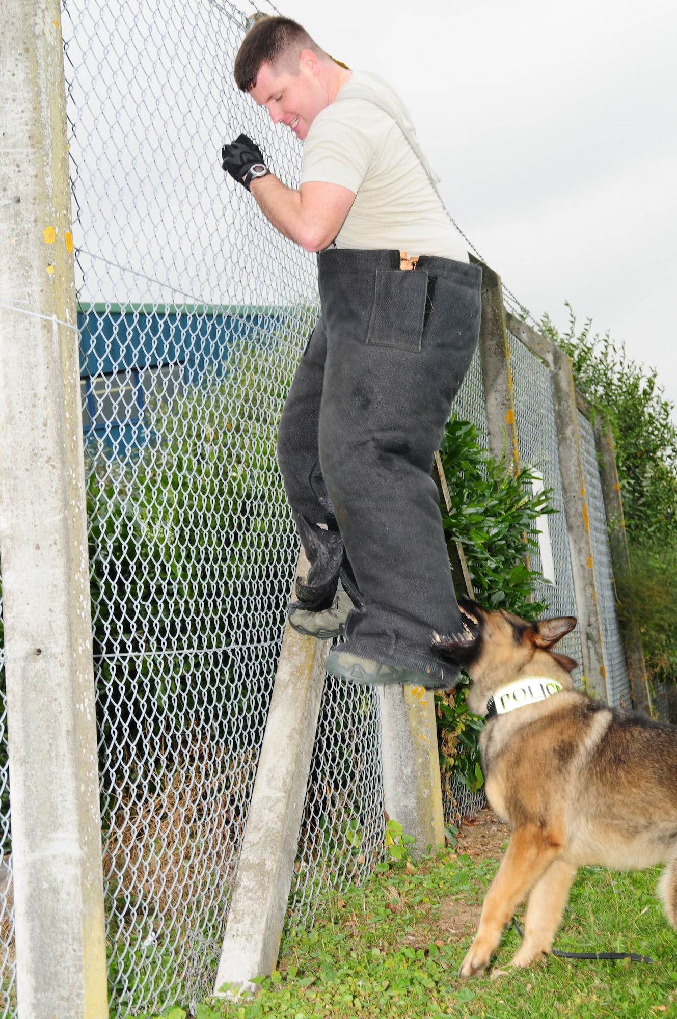 RAF MILDENHALL, England -- Military Working Dog Gina sinks her teeth into Staff Sgt. Kaylon Pendleton's ankle as he role plays as a suspect trying to get free by climbing a fence Sept. 21, 2012, at the 100th Security Forces Squadron MWD section. Pendleton, a 100th SFS MWD handler, was taking part in training with other MWD handlers to enhance working dogs' capabilities. (U.S. Air Force photo/Karen Abeyasekere)