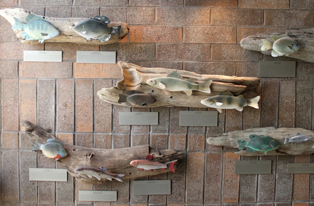 Fifteen common fish species of the Mississippi River now cover the walls of the Mississippi River Visitor Center near Locks and Dam 15. The fish were created by the Benton FFA Chapter in Benton, Penn., for the display.