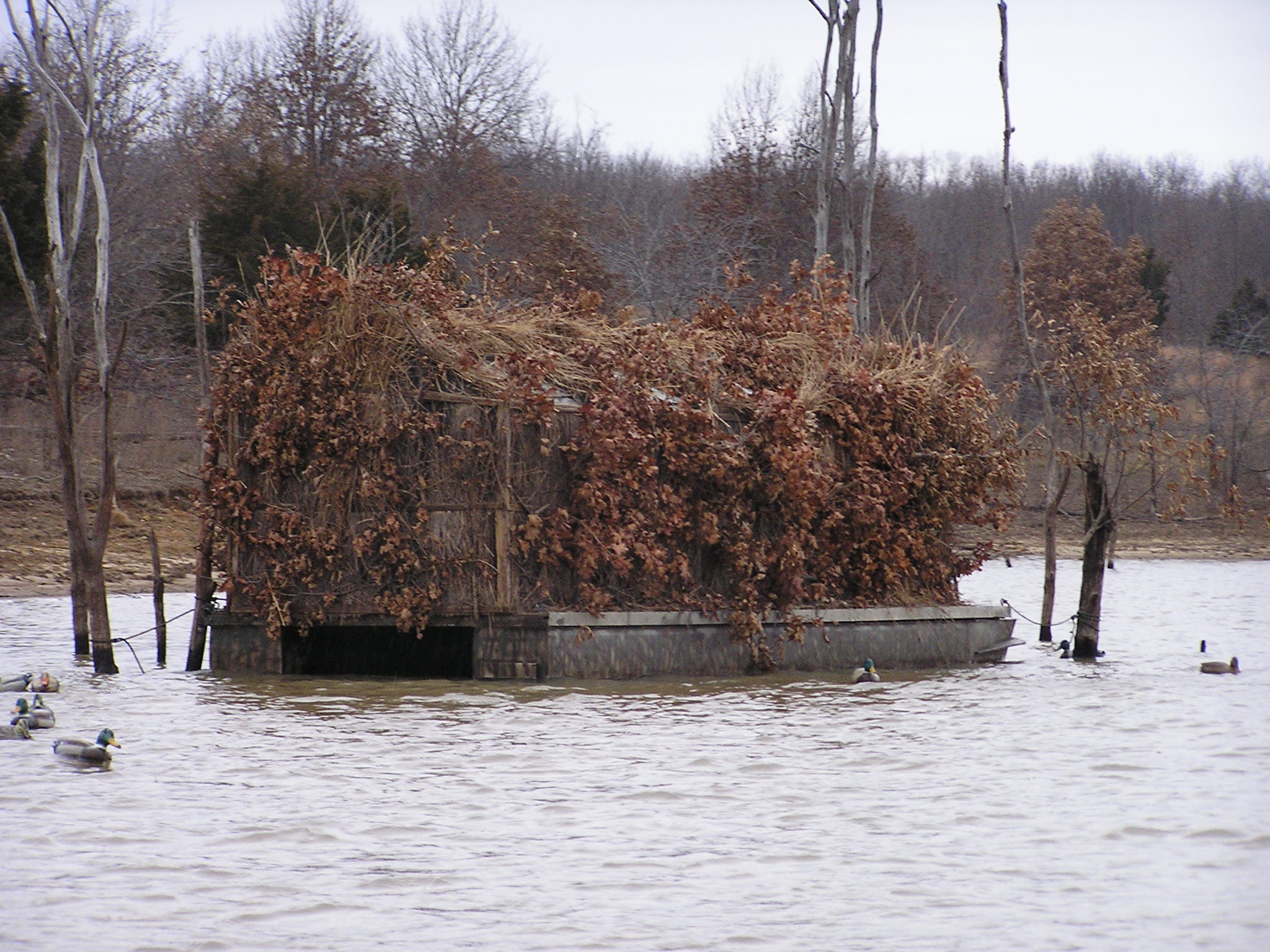 Duck Hunting at Long Branch Lake