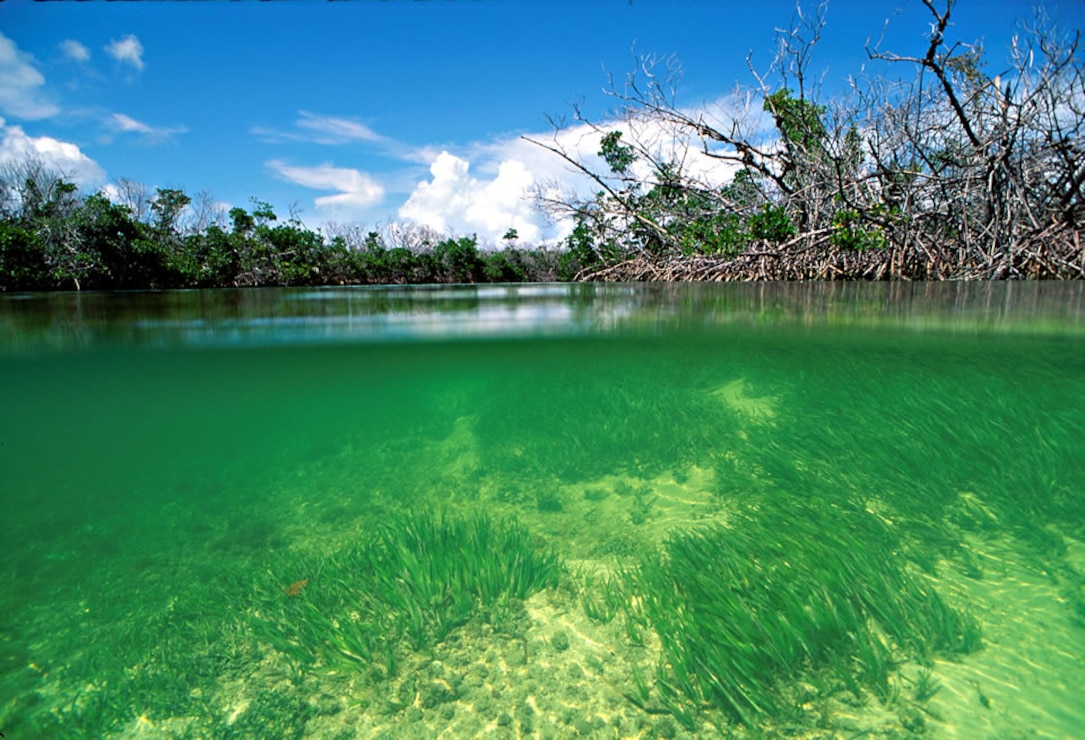 Biscayne Bay Coastal Wetlands