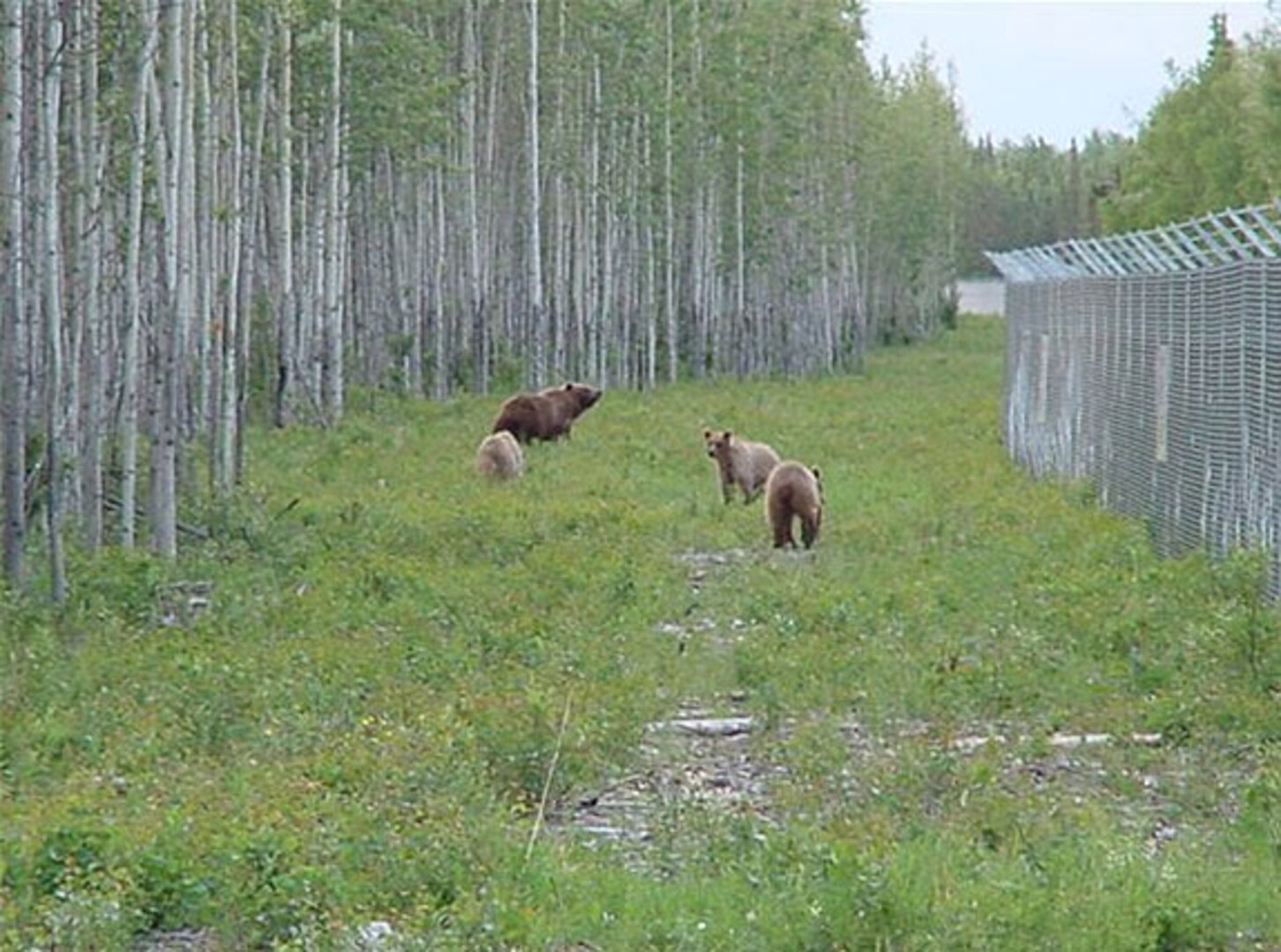 Grizzly bears outside Fort Greely fence. Although not common, the last Grizzly bear sighting was June 12, 2007.