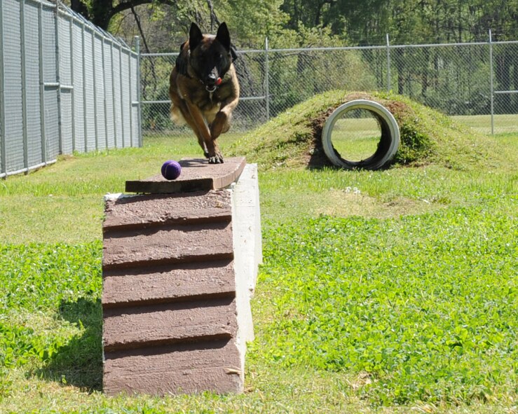 Zzeki, 2nd Security Forces Squadron military working dog, runs the obstacle course on Barksdale Air Force Base, La., April 1. MWDs are trained in many things such as street patrol, maintaining and guarding entry control points, and detection of narcotics and ordnance. Sweeps of buildings, vehicles, warehouses and open fields or areas are conducted as well. (U.S. Air Force photo/Senior Airman Sean Martin)