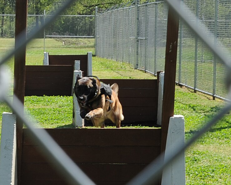 Zzeki, 2nd Security Forces Squadron military working dog, jumps through an obstacle on Barksdale Air Force Base, La., April 1. Being able to train alongside one another, a MWD and his handler build trust, ensuring greater success in a deployed environment. (U.S. Air Force photo/Senior Airman Sean Martin)