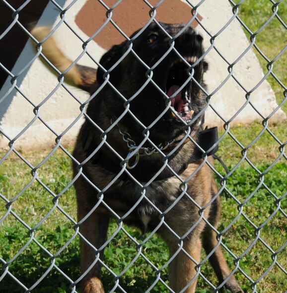 Zzeki, 2nd Security Forces Squadron military working dog, barks at a handler on Barksdale Air Force Base, La., April 1. Zzeki and her handler, Staff Sgt. Miguel Rodriguez, 2 SFS, have been together for almost one year. The MWDs and their handlers train around 100 hours every month to polish their skills in case of an incident on base or in preparation for deployments. (U.S. Air Force photo/Senior Airman Sean Martin)